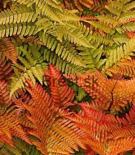 Dryopteris erythrosora